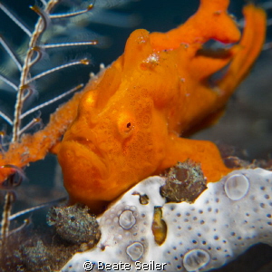 Red frogy by Beate Seiler 